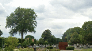 Van witte roos tot praktische verbeteringen